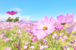 コスモス 秋桜 畑を見に行こう21 In 愛知県