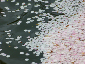 花筏-桜-さくら-花びら