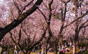 桜-平和公園-名古屋