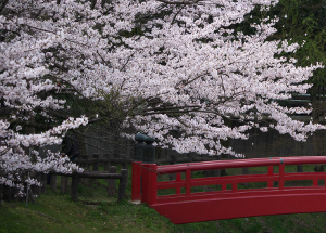 桜-定光寺公園