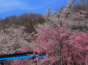 水源公園-桜